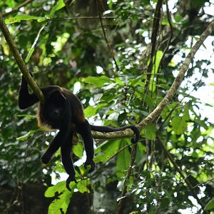 Mantled howler (Alouatta palliata)