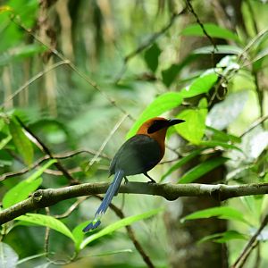 Rufous motmot (Baryphthengus martii)