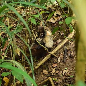White nosed coati (Nasua narica)