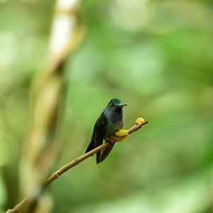 Blue-chested Hummingbird (Amazilia amabilis)