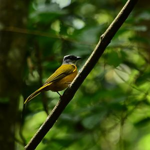 Gray-headed Tanager (Eucometis penicillata)