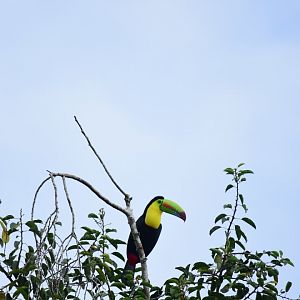 keel-billed toucan (Ramphastos sulfuratus)