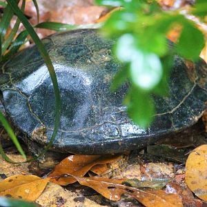 Siebenrockiella crassicollis / Black Marsh Turtle