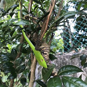 Oriental Whip Snake (Ahaetulla prasina) eating a baby monitor lizard