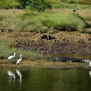 Saltwater crocodile (Crocodylus porosus) and little egret (Egretta garzetta)