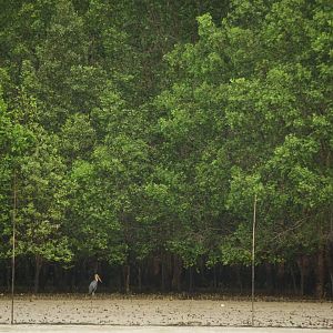 Lesser adjutant (Leptoptilos javanicus)