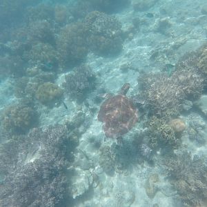 Sea turtle with missing limb