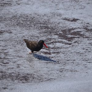 Blackish Oystercatcher (Haematopus ater)