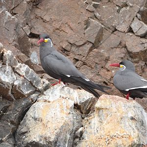 Inca tern (Larosterna inca)