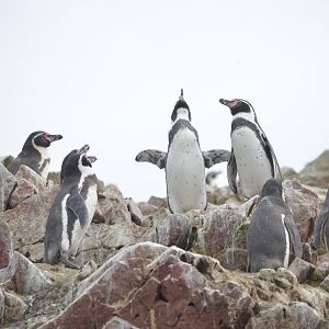 Humboldt Penguin (Spheniscus humboldti)