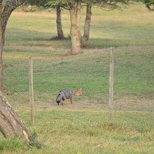 South American Grey Fox (Lycalopex griseus)