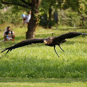 Juvenile Steller's sea eagle (Haliaeetus pelagicus) in the bird show