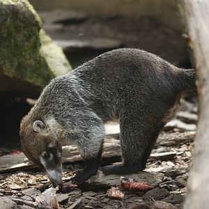 White-nosed coati (Nasua narica)