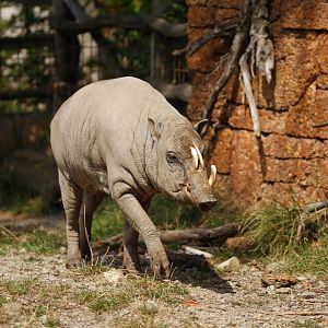 Sulawesi babirusa (Babyrousa celebensis)