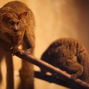 Garnett's bushbaby (Otolemur garnettii)