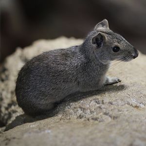 Baby Kerodon (Kerodon rupestris)