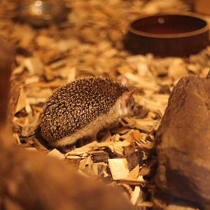 Long-eared hedgehog (Hemiechinus auritus)