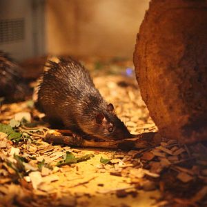 African brush-tailed porcupine (Atherurus africanus)