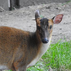 Chinese muntjac