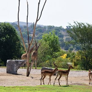 Impala and Giraffes