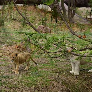 Transvaal lions (Panthera leo krugeri)