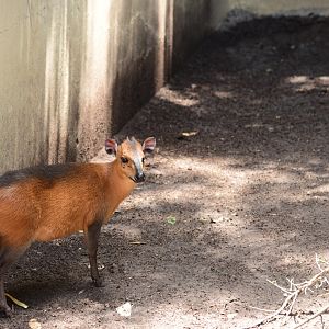 Red-flanked Duiker (Cephalophus rufilatus)