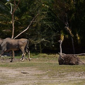 Eland and female ostrich