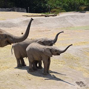 African elephant family