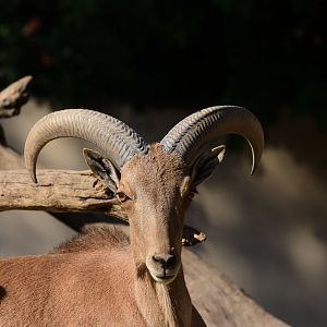 Barbary sheep