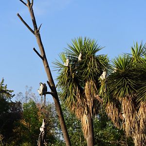 Ring tailed lemurs (Lemur catta)