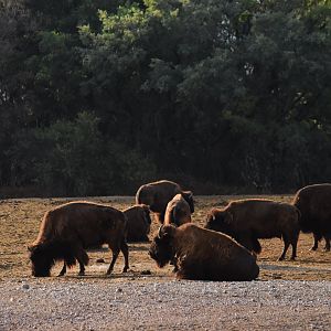 American bison (Bison bison)