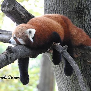 laying Red panda