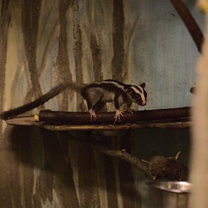 Common striped possum (Dactylopsila trivirgata)