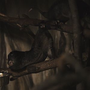 New Guinea ground cuscus (Phalanger gymnotis leucippus)