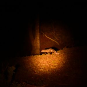 White Tailed Mongoose (Ichneumia albicauda)