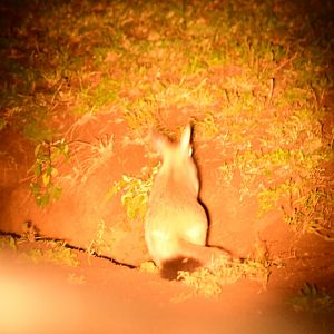 East African Springhare (Pedetes surdaster)