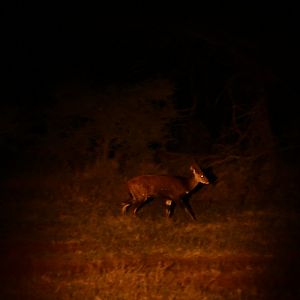 Bushbuck (Tragelaphus sylvaticus)