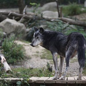 Canadian timber wolf