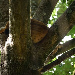 Sleeping  eurasian lynx