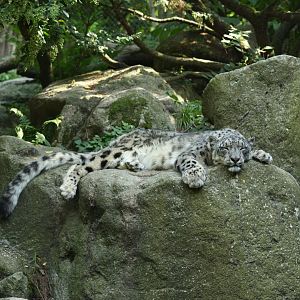 Snow leopard