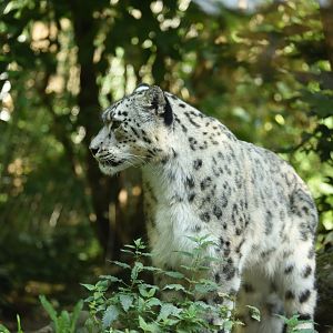 Snow leopard