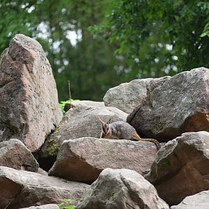 Yellow-tailed rock wallaby