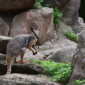 Yellow-tailed rock wallaby