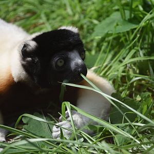 Crowned sifaka