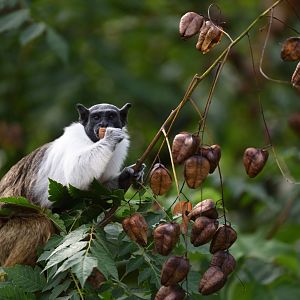 Pied tamarin
