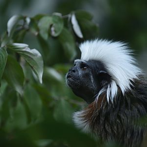 Cotton-top tamarin