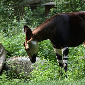 Okapi