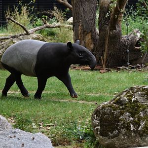Malayan tapir