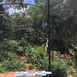 Congo gray parrot aviary - parque das aves