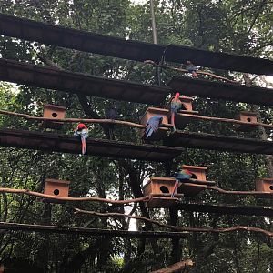 Macaw nesting areas - parque das aves